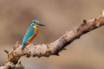 Eisvogel ( alcedo atthis) von Karl Leitner