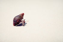 Hermit Crab von David Pinzer