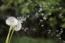 Dandelion - Pusteblume von Jörg Sobottka