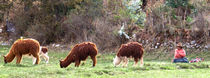 Lamas beim weiden von reisemonster