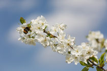 Kirschblüten mit Hummel by Walter Layher