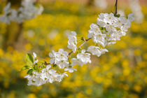 Kirschblüten by Walter Layher