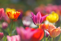 Tulpen von Walter Layher