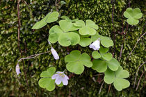 Waldsauerklee (Oxalis acetosella) von Walter Layher