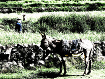 Esel, Hund , Frau im Colca von reisemonster