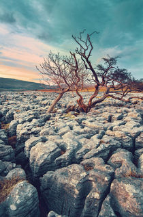 Limestone Pavement by David Pinzer