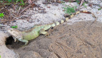 Leguan in Kolumbien von reisemonster