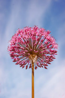 Summer Flower Echinops  by cinema4design