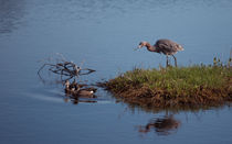 Get Off My Island von John Bailey