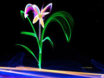 Fluorescent Flower  by Stephen Lawrence Mitchell