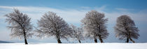 Windbuchen im Winter von Rainer Rombach