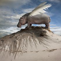 Hippofly von Dariusz Klimczak