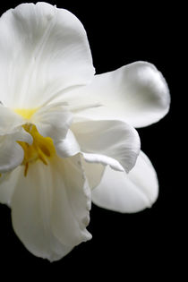 Weiße Tulpe von Heidrun Lutz
