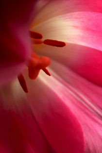 Lady in Red von Heidrun Lutz