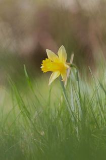 Frohe Ostern! "0" von Ivonne Wentzler