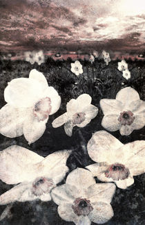Narcissuses by florin