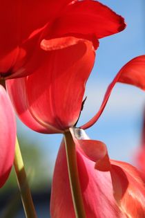 TULPENZEIT von Ivonne Wentzler