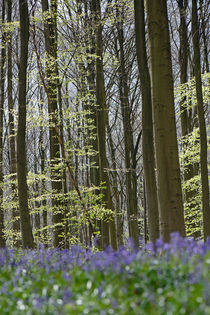 bluebells in a beech forest by B. de Velde