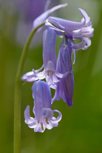 bluebells in a beech forest by B. de Velde