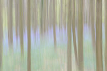 bluebells in a beech forest by B. de Velde