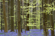 bluebells in a beech forest by B. de Velde