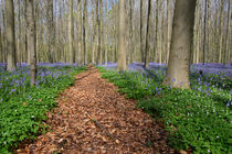 bluebells in a beech forest von B. de Velde