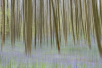 bluebells in a beech forest by B. de Velde