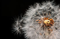 Dandelion von Vera Kämpfe