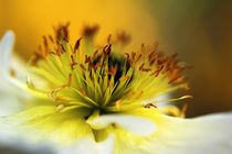 White flower in close up von Luisa Azzolini