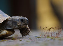 turtle von emanuele molinari