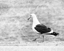 Sea Gull on Wharf Patrol von Jon Woodhams