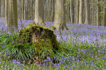 bluebells in a beech forest by B. de Velde