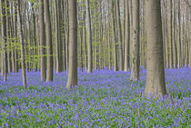 buebells in a beech forest von B. de Velde