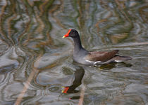 Contented Common Moorhen by John Bailey