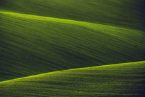 Green Shades II von David Pinzer