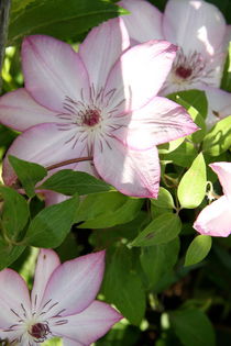 Clematis von Ruth Baker