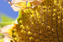 Sunflower seeds by Ruth Baker