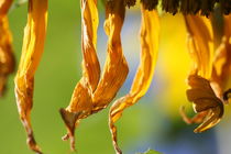 Sunflower at the end of Summer von Ruth Baker