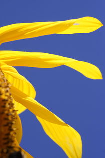 Sunflowers fingers by Ruth Baker