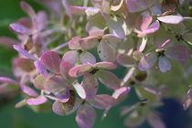 Little heads of the fading hydrangea. by Ruth Baker