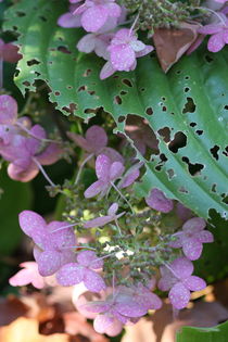 Hydrangea Fall by Ruth Baker