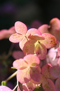 Hydrangea  von Ruth Baker