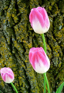 Tulips von Ruth Baker