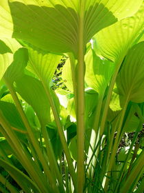 Hostas von Ruth Baker