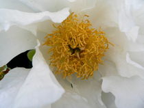 Peony, floral. by Ruth Baker