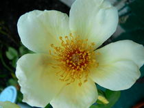 Christmas Roses von Ruth Baker