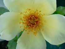 Christmas Rose by Ruth Baker