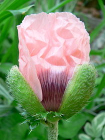 Poppy by Ruth Baker