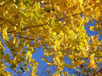 Yellow Maple von Ruth Baker