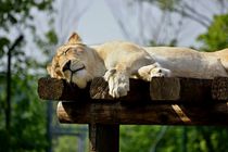 Lion lady dreaming von leddermann